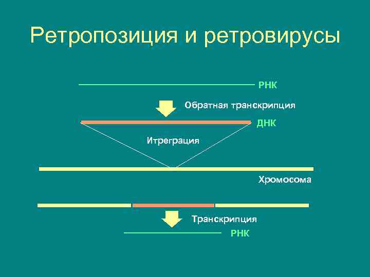 Ретропозиция и ретровирусы РНК Обратная транскрипция ДНК Итреграция Хромосома Транскрипция РНК 