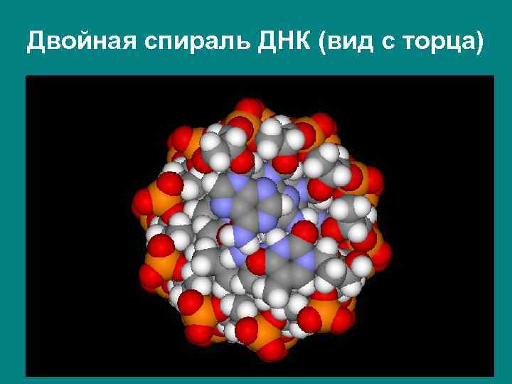 Двойная спираль ДНК (вид с торца) 