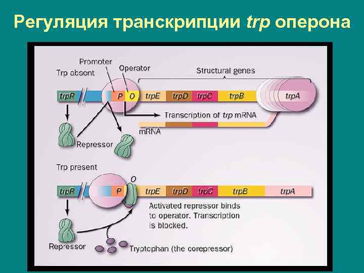 Регуляция транскрипции trp оперона 