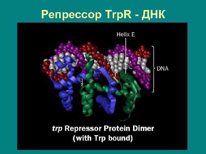 R dna. Репрессор это в биологии. Молекулярная биология три или ТРП. Репрессор. Репрессор в биологии 10 класс.