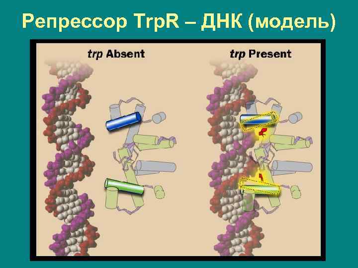 R dna. Репрессор ДНК. Модель ДНК. Репрессор это в биологии. Белки биология.
