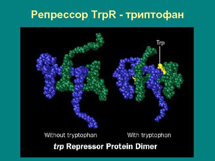 Репрессор Trp. R - триптофан 