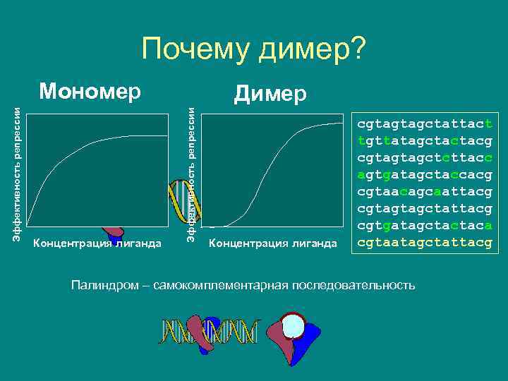 Почему димер? Концентрация лиганда Димер Эффективность репрессии Мономер Концентрация лиганда cgtagtagctattact tgttatagctactacg cgtagtagctcttacc agtgatagctaccacg