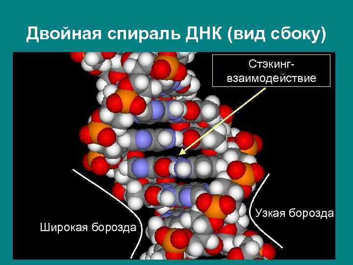 Двойная спираль ДНК (вид сбоку) Стэкингвзаимодействие Узкая борозда Широкая борозда 