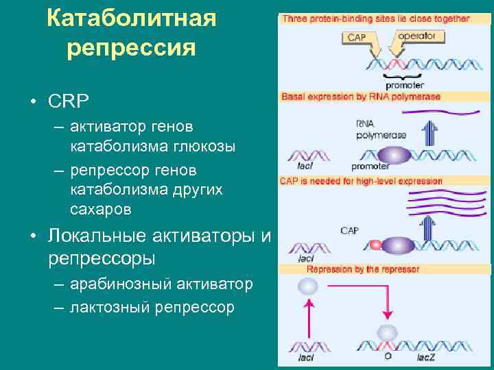 Катаболитная репрессия • CRP – активатор генов катаболизма глюкозы – репрессор генов катаболизма других