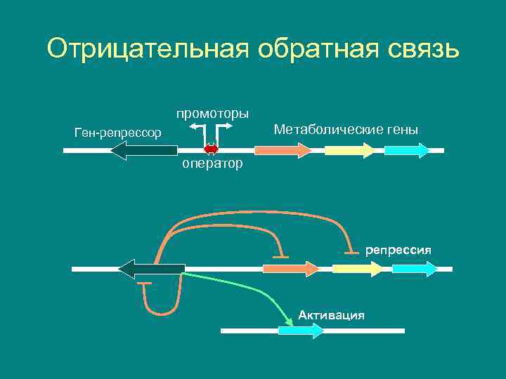 Отрицательная обратная связь промоторы Метаболические гены Ген-репрессор оператор репрессия Активация 