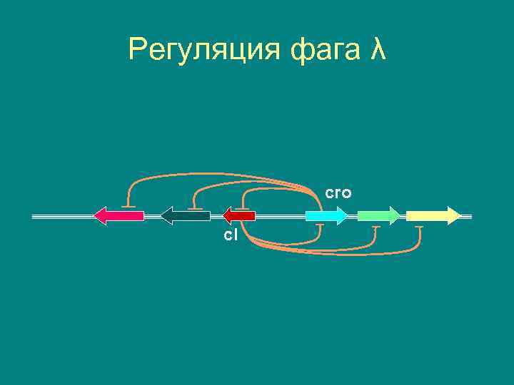 Регуляция фага λ cro c. I 