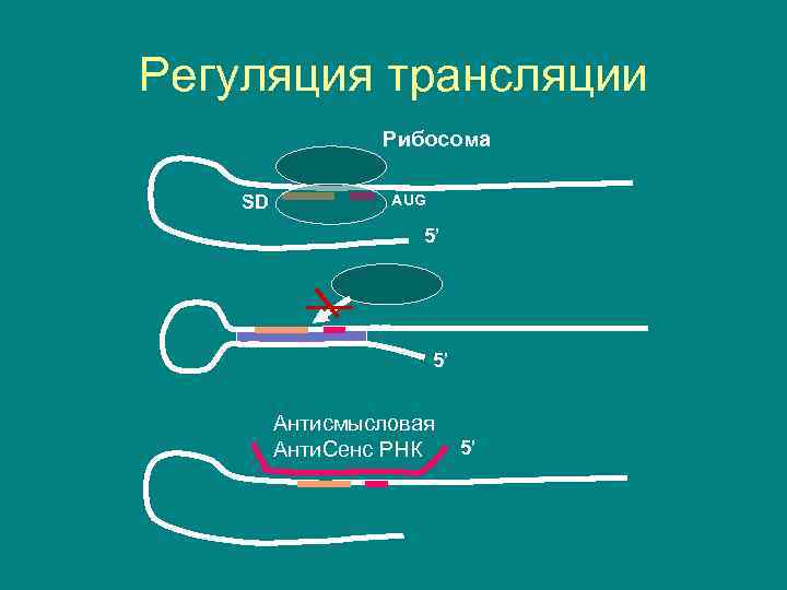 Регуляция трансляции Рибосома SD AUG 5’ 5’ Антисмысловая Анти. Сенс РНК 5’ 
