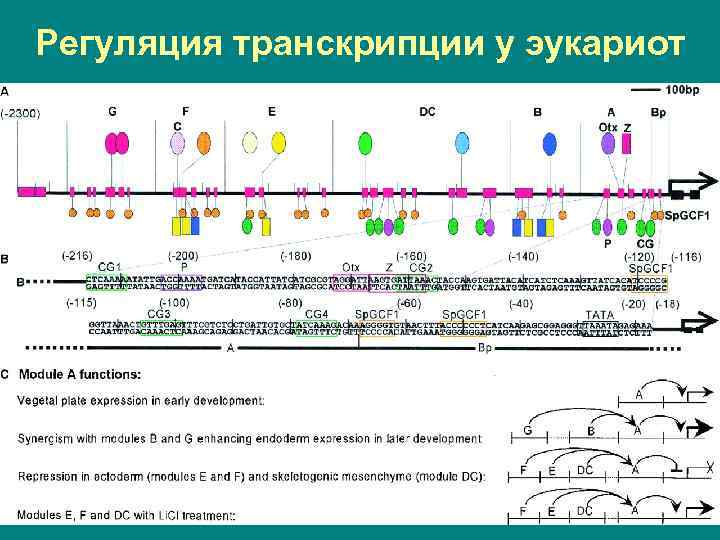 Регуляция транскрипции у эукариот 