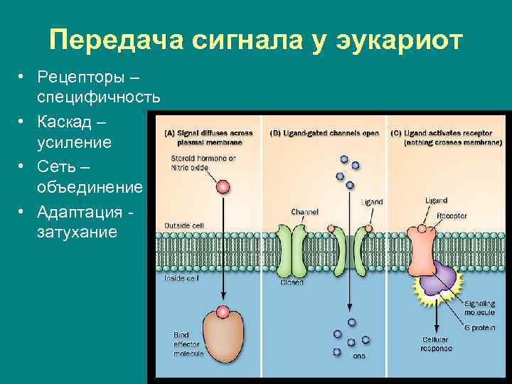 Передача сигнала у эукариот • Рецепторы – специфичность • Каскад – усиление • Сеть