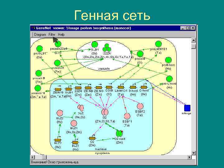 Генная сеть 