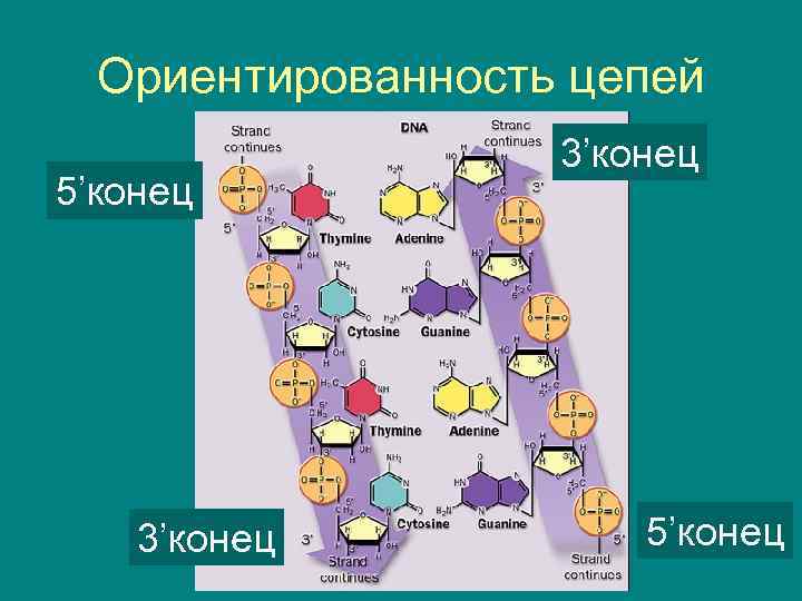 Ориентированность цепей 5’конец 3’конец 5’конец 