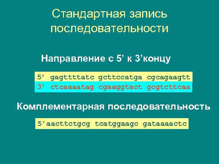 Стандартная запись последовательности Направление с 5’ к 3’концу 5’ gagttttatc gcttccatga cgcagaagtt 3’ ctcaaaatag