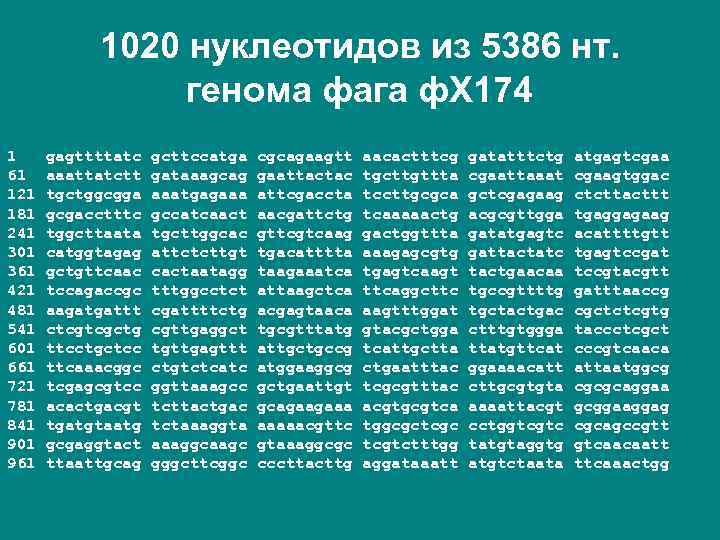 1020 нуклеотидов из 5386 нт. генома фага ф. Х 174 1 61 121 181