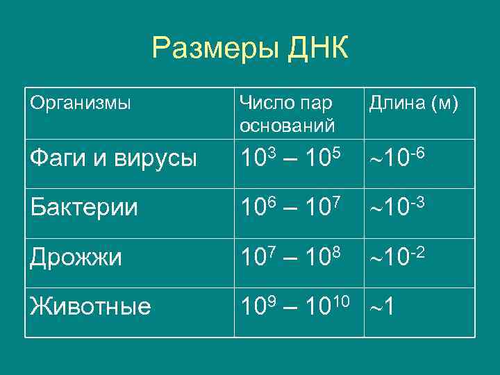 Размеры ДНК Организмы Число пар оснований Длина (м) Фаги и вирусы 103 – 105