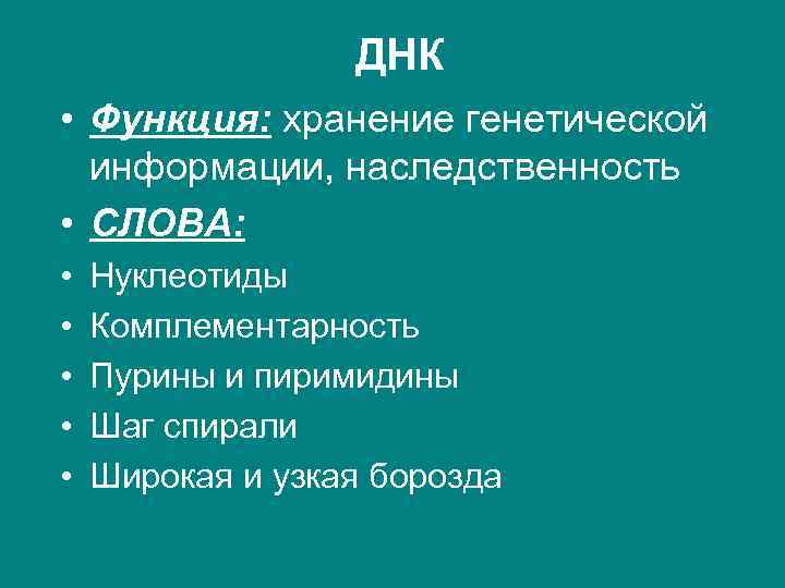 ДНК • Функция: хранение генетической информации, наследственность • СЛОВА: • • • Нуклеотиды Комплементарность