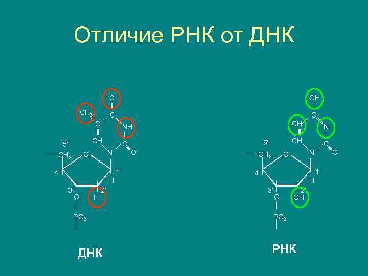 Отличие РНК от ДНК O C CH 3 OH C C CH 5’ O