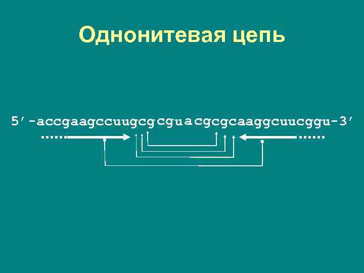 Однонитевая цепь 5’-accgaagccuugcg cgu a cgcgcaaggcuucggu-3’ 