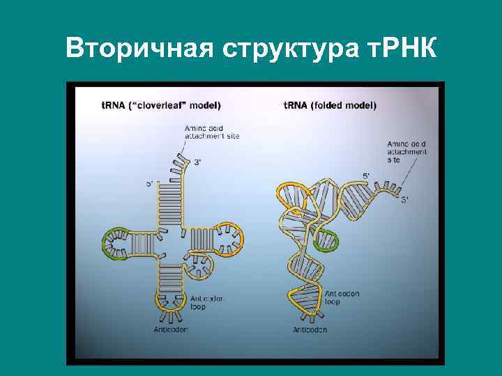 Вторичная структура т. РНК 