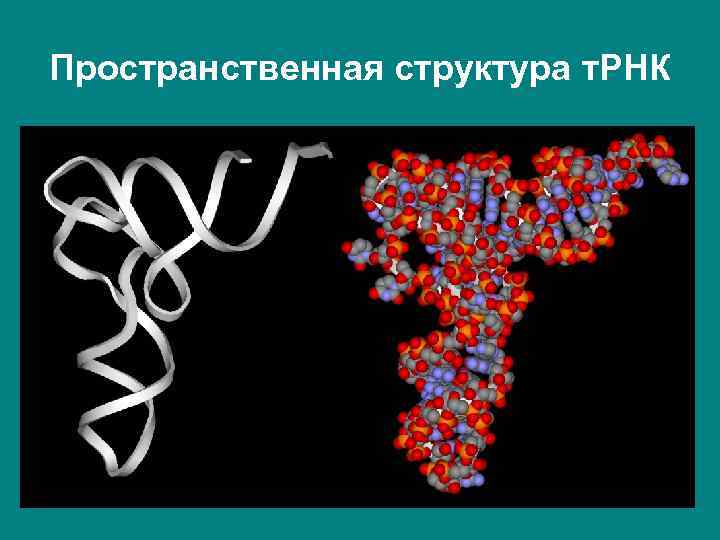 Пространственная структура т. РНК 