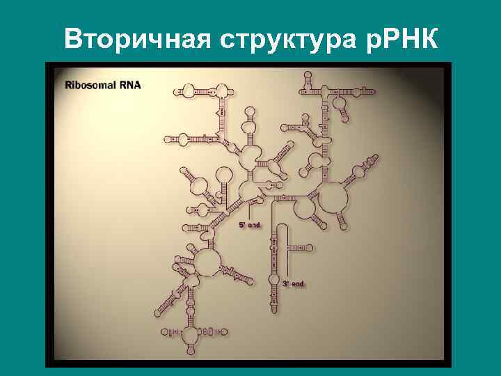 Вторичная структура р. РНК 