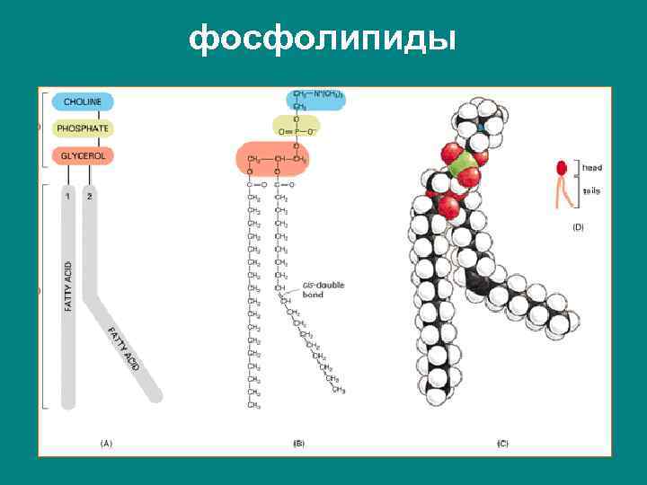 фосфолипиды 