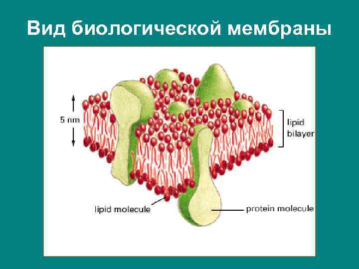 Вид биологической мембраны 