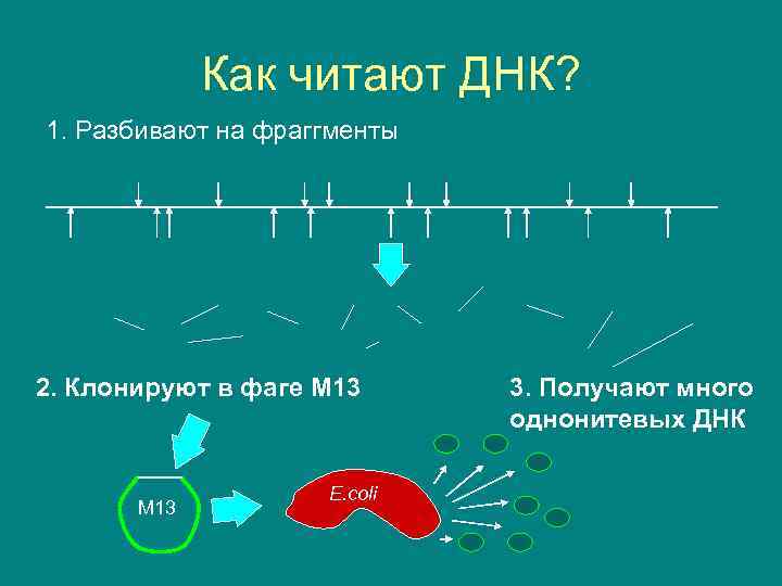 Как читают ДНК? 1. Разбивают на фраггменты 2. Клонируют в фаге M 13 E.