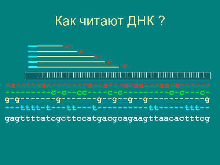 Как читают ДНК ? A* A* A* -a--------a--a-aa---aa-a-------c-c--cc----c-c-----c-c---cg-g-------g--g------g ---tttt-t---t-----tt-----ttt-gagttttatcgcttccatgacgcagaagttaacactttcg 