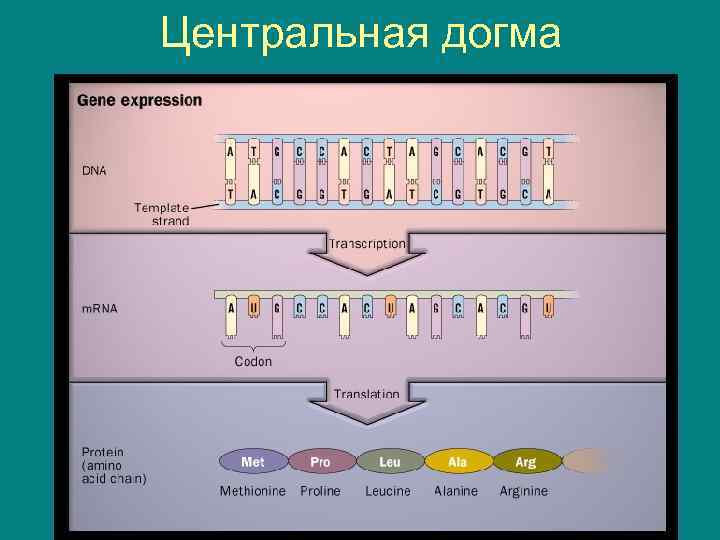 Центральная догма 