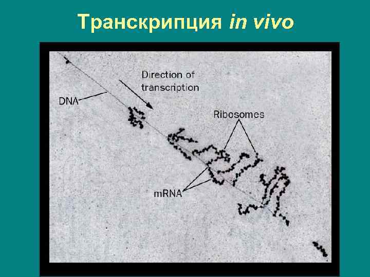 Транскрипция in vivo 