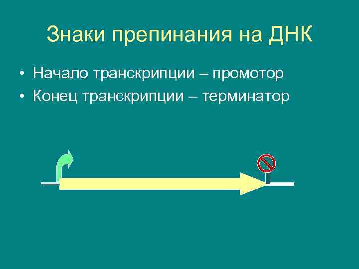 Знаки препинания на ДНК • Начало транскрипции – промотор • Конец транскрипции – терминатор