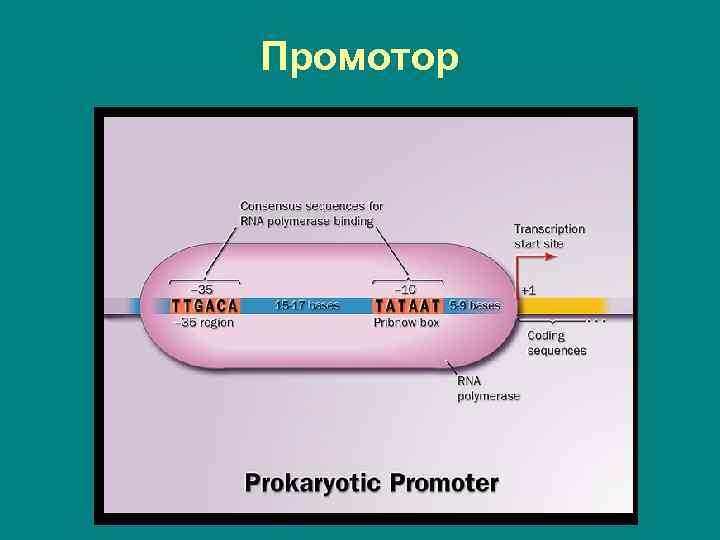 Промотор 