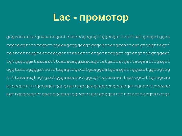 Lac - промотор gcgcccaatacgcaaaccgcctctccccgcgcgttggccgattcattaatgcagctggca cgacaggtttcccgactggaaagcgggcagtgagcgcaattaatgtgagttagct cactcattaggcaccccaggctttacactttatgcttccggctcgtatgttgtgtggaat tgtgagcggataacaatttcacacaggaaacagctatgaccatgattacgaattcgagct cggtacccggggatcctctagagtcgacctgcaggcatgcaagcttggcactggccgtcg ttttacaacgtcgtgactgggaaaaccctggcgttacccaacttaatcgccttgcagcac atccccctttcgccagctggcgtaatagcgaagaggcccgcaccgatcgcccttcccaac agttgcgcagcctgaatggcgcctgatgcggtattttctccttacgcatctgt 