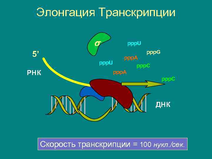 Элонгация Транскрипции ppp. U ppp. G 5’ РНК ppp. A ppp. U ppp. C