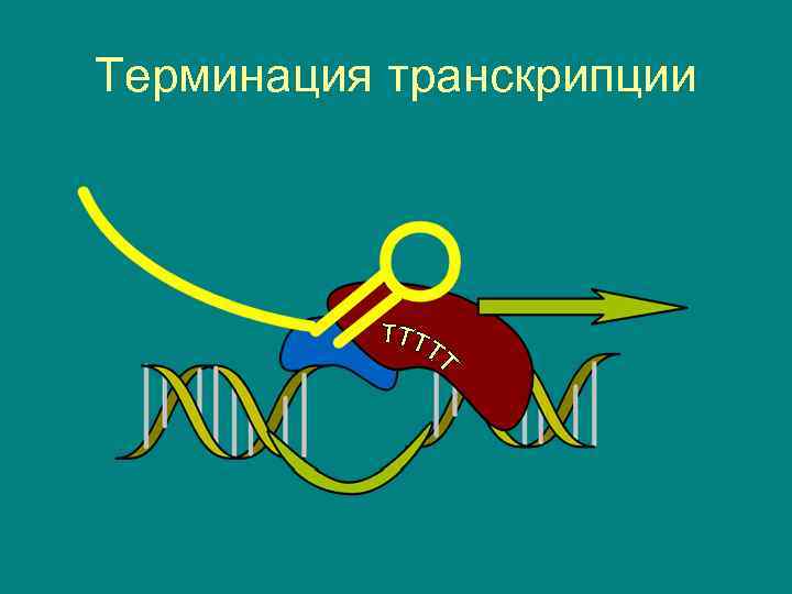 Терминация транскрипции 