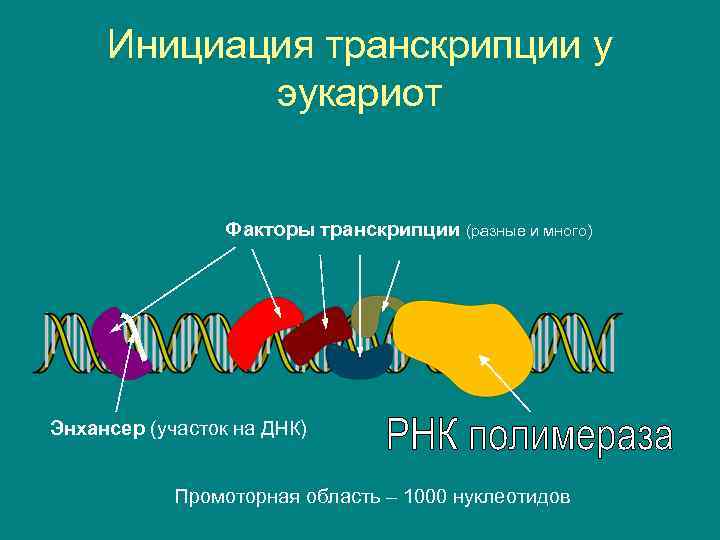 Факторы транскрипции эукариот. Факторы инициации транскрипции эукариот. Инициация транскрипции у эукариот. Транскрипционные факторы.