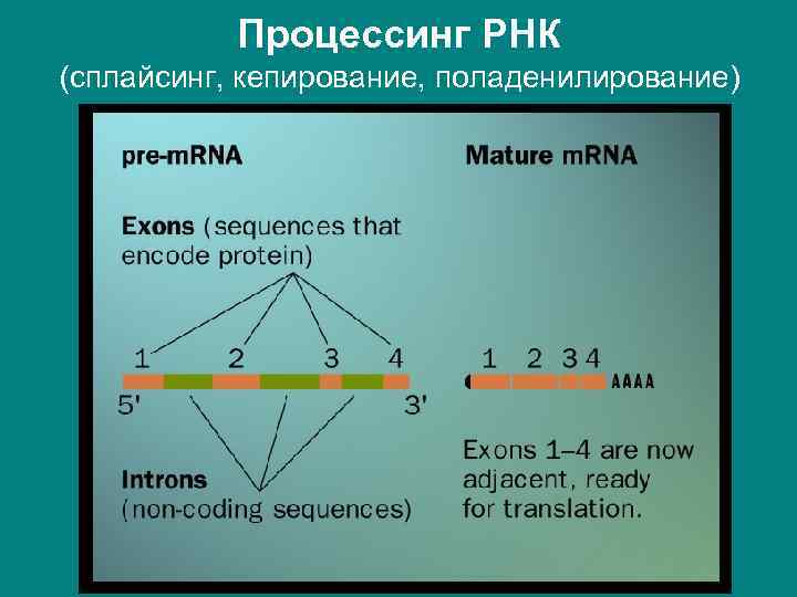 Процессинг РНК (сплайсинг, кепирование, поладенилирование) 