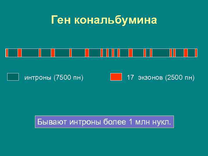 Ген кональбумина интроны (7500 пн) 17 экзонов (2500 пн) Бывают интроны более 1 млн