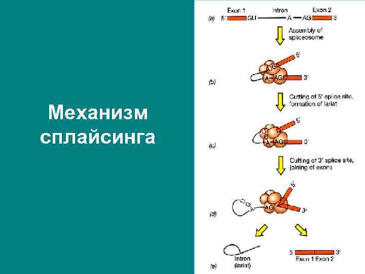 Механизм сплайсинга 