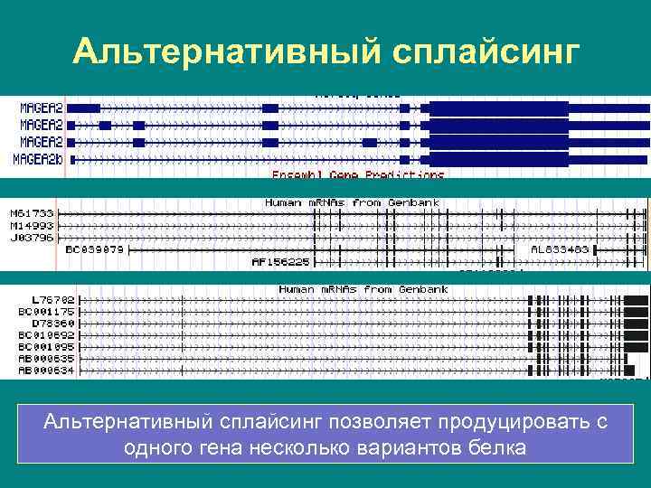 Альтернативный сплайсинг позволяет продуцировать с одного гена несколько вариантов белка 