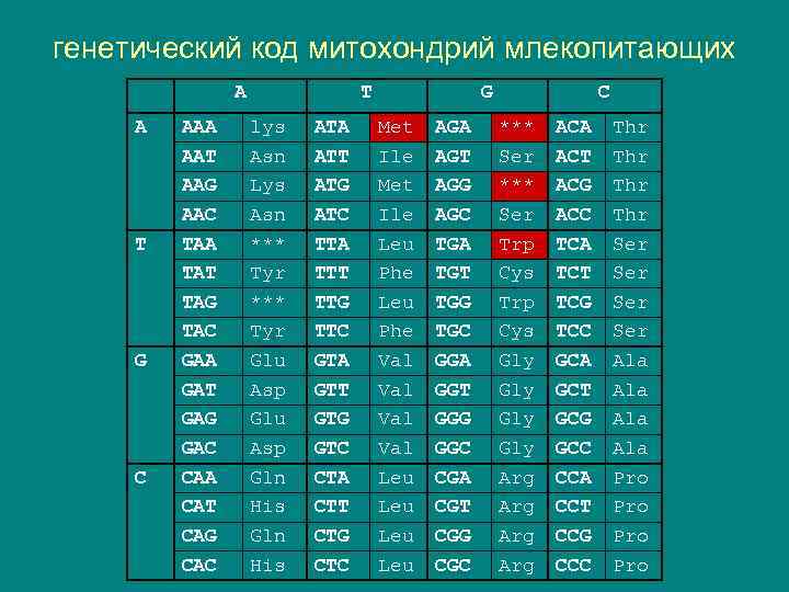 генетический код митохондрий млекопитающих A A T G C AAA AAT AAG AAC TAA