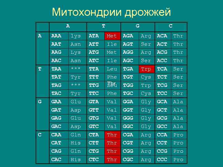 Митохондрии дрожжей A A T G C AAA AAT AAG AAC TAA TAT TAG