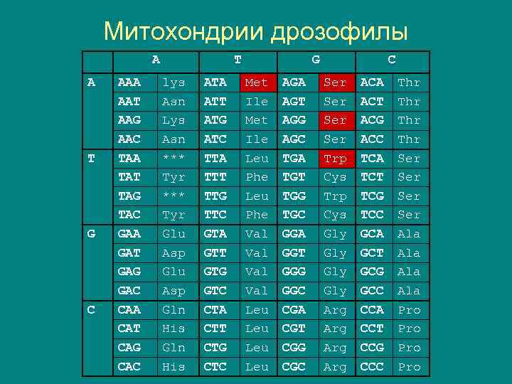 Митохондрии дрозофилы A A T G C AAA AAT AAG AAC TAA TAT TAG