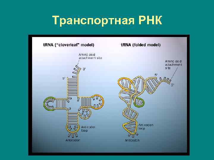 Виды трнк