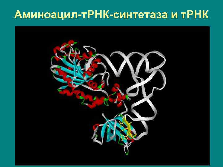 Аминоацил-т. РНК-синтетаза и т. РНК 