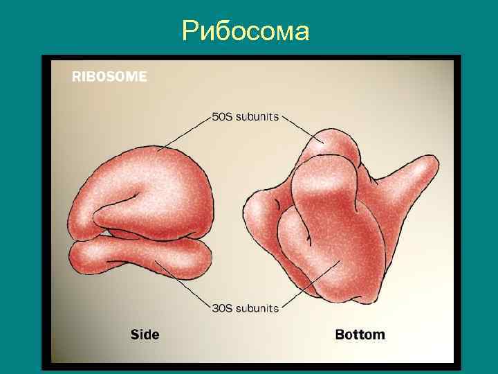 Рибосома 