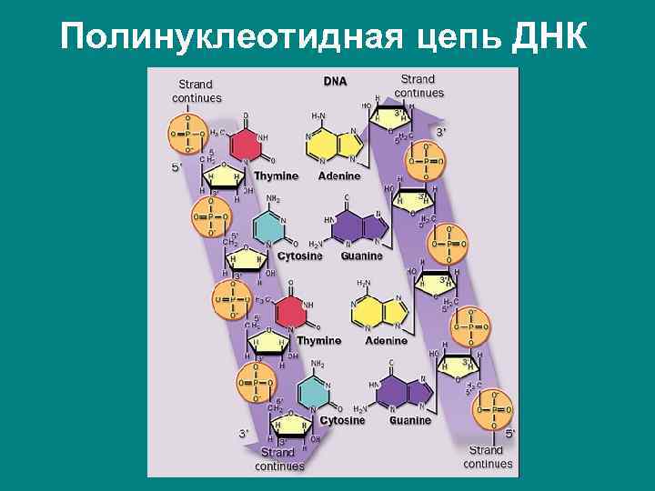 Полинуклеотидная цепь ДНК 