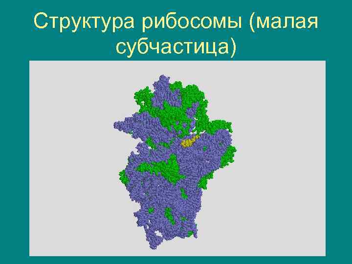 Структура рибосомы (малая субчастица) 