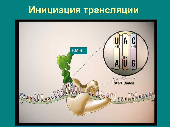 Инициация трансляции f-Met 